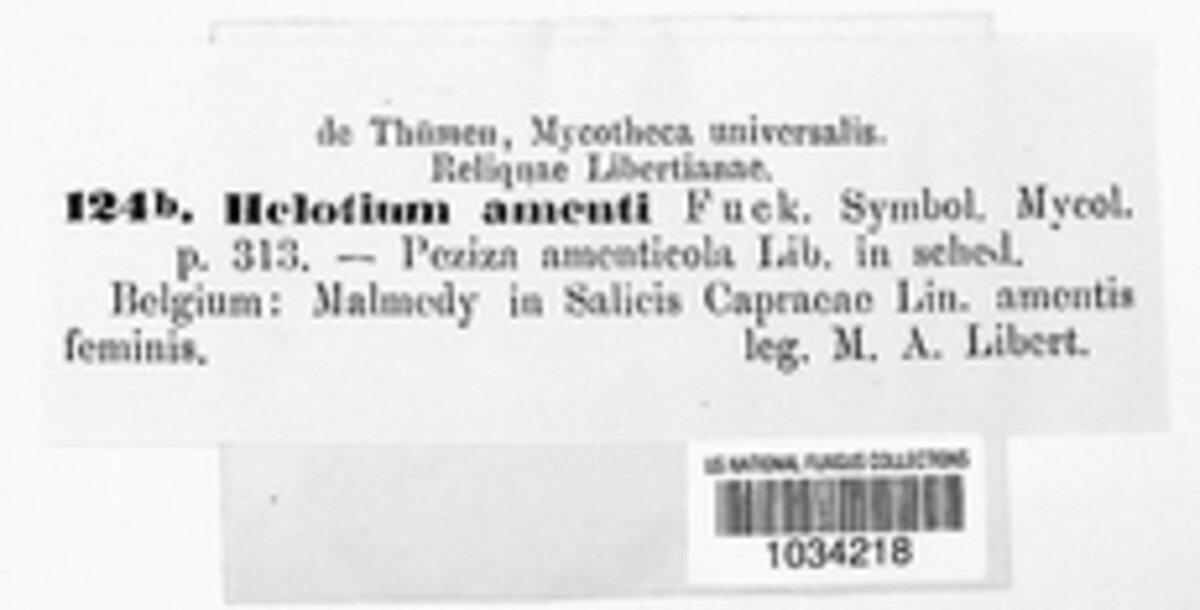Cyathicula amenti image